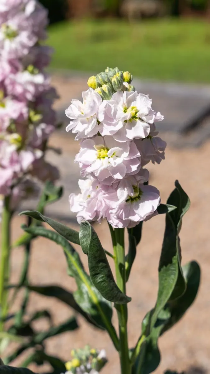 flores - jardiner&iacute;a