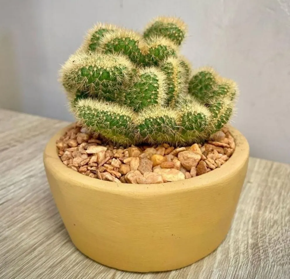signos zodiacales - plantas