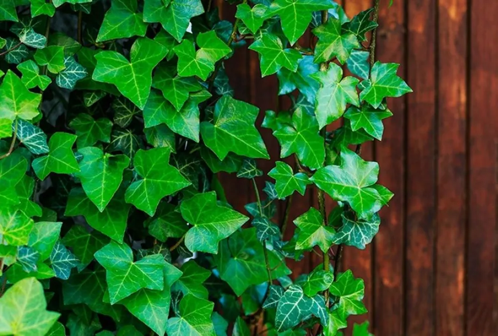 humedad - plantas