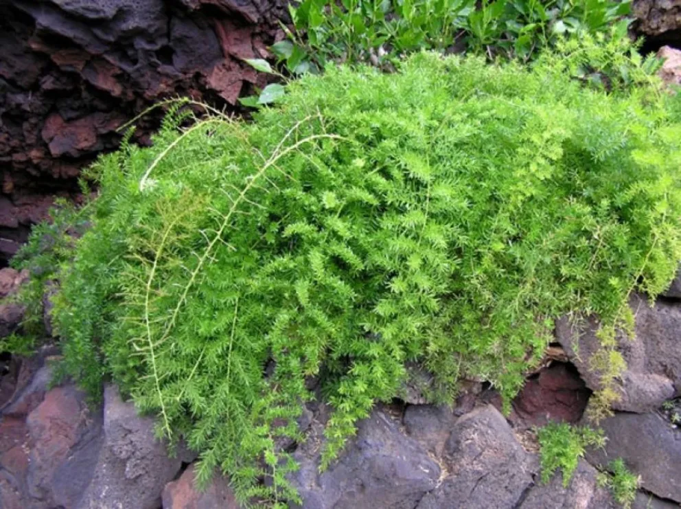 humedad - plantas