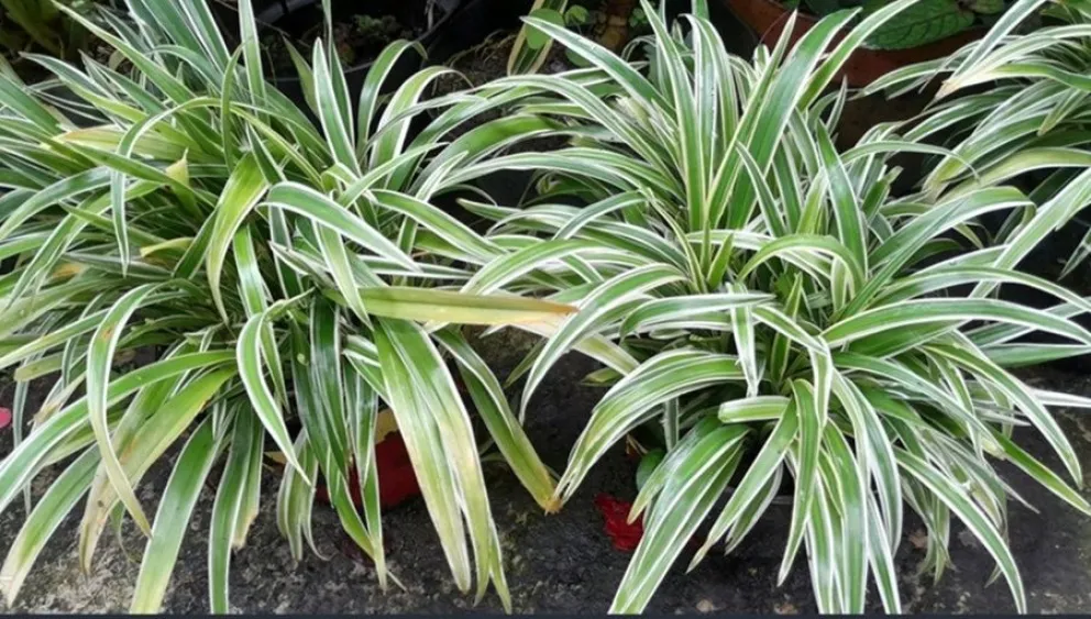 humedad - plantas