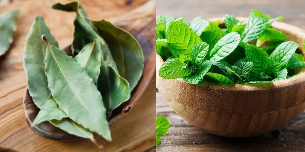 laurel - menta - truco
