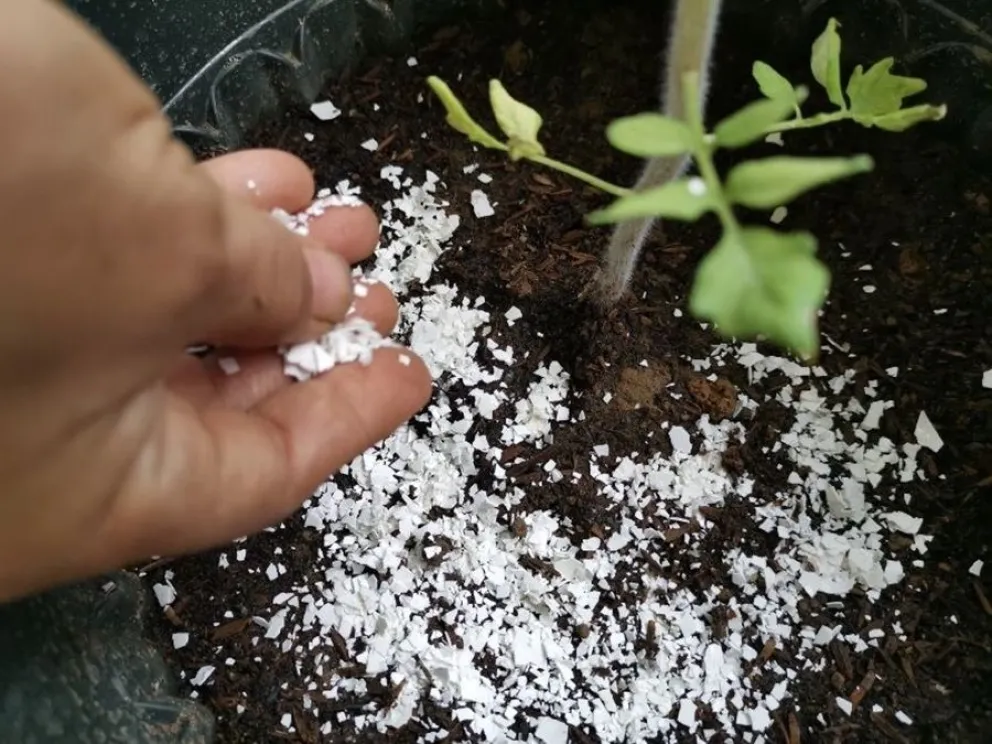 truco casero - cascaras de huevo - bicarbonato
