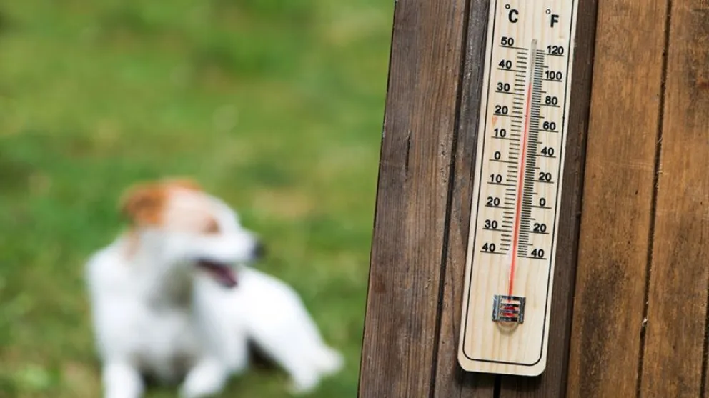 calor - mascotas