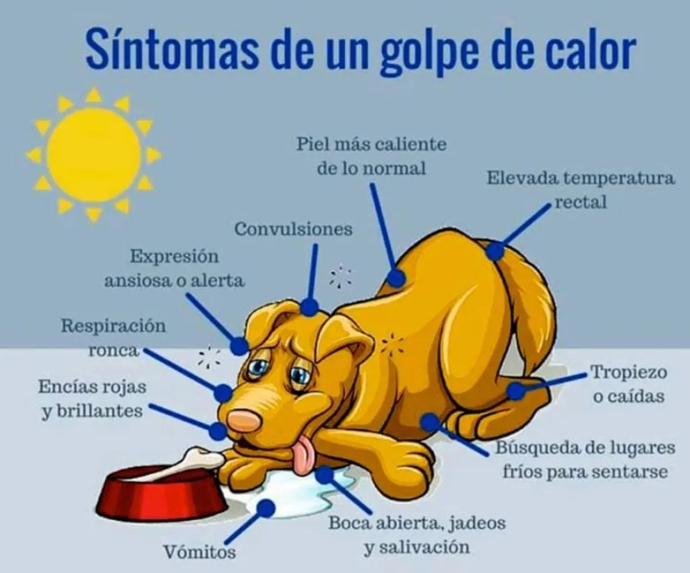 calor - mascotas