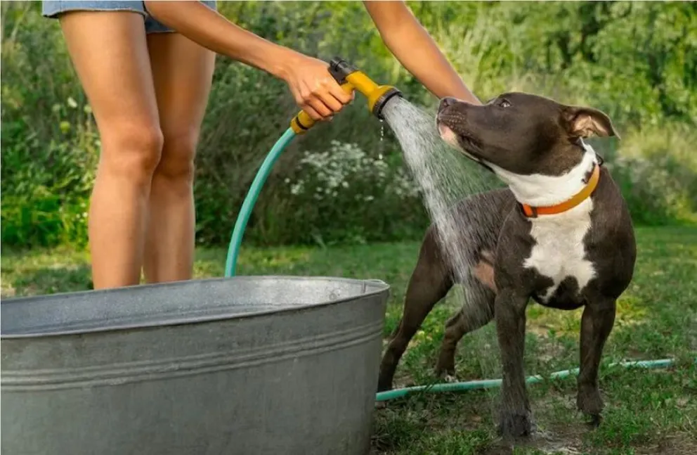 calor - mascotas