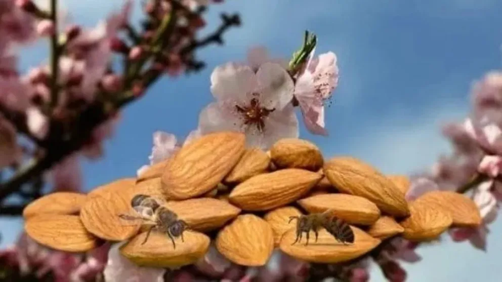 Leche de almendras vs leche de vaca, beneficios y contras
