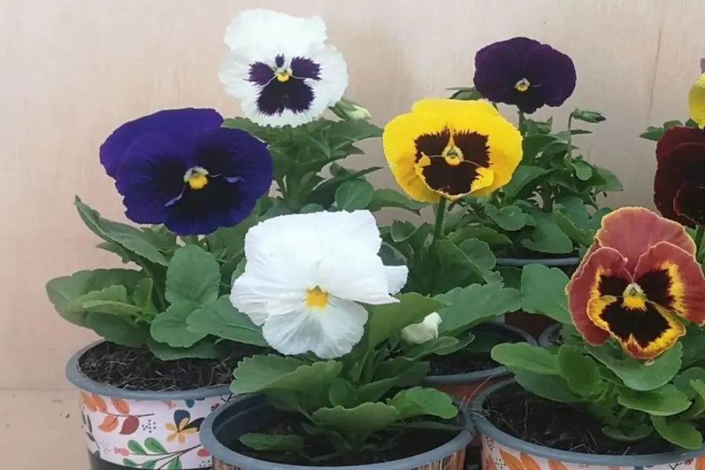 Las plantas que se siembran en oto&ntilde;o y florecen en primavera y verano