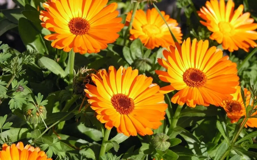 Las plantas que se siembran en oto&ntilde;o y florecen en primavera y verano