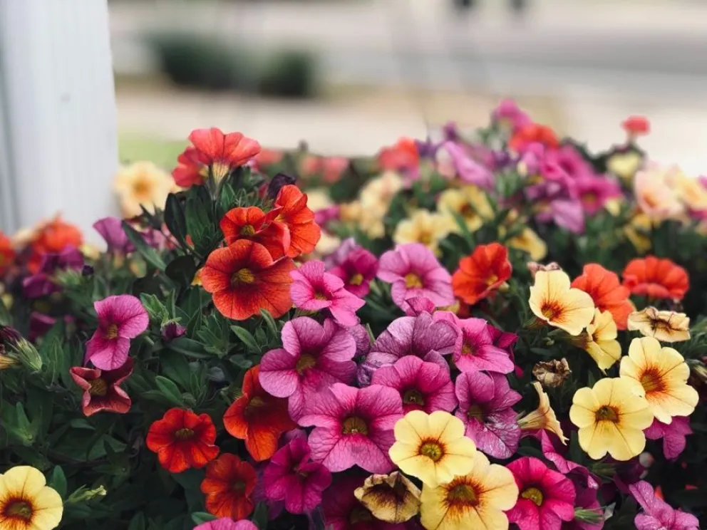 Las plantas que se siembran en oto&ntilde;o y florecen en primavera y verano