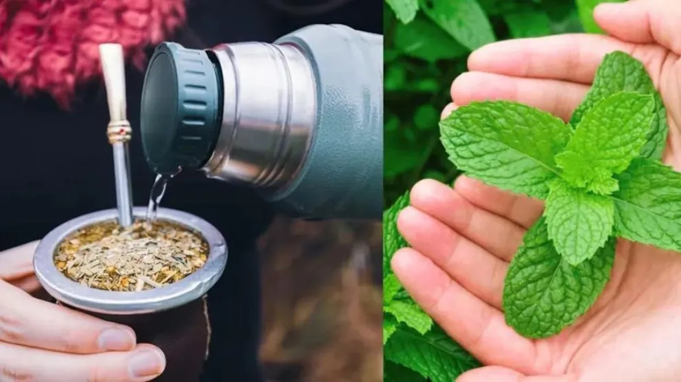 El ingrediente que se agrega al mate para evitar el cansancio