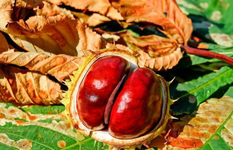 La planta que previene y alivia las v&aacute;rices