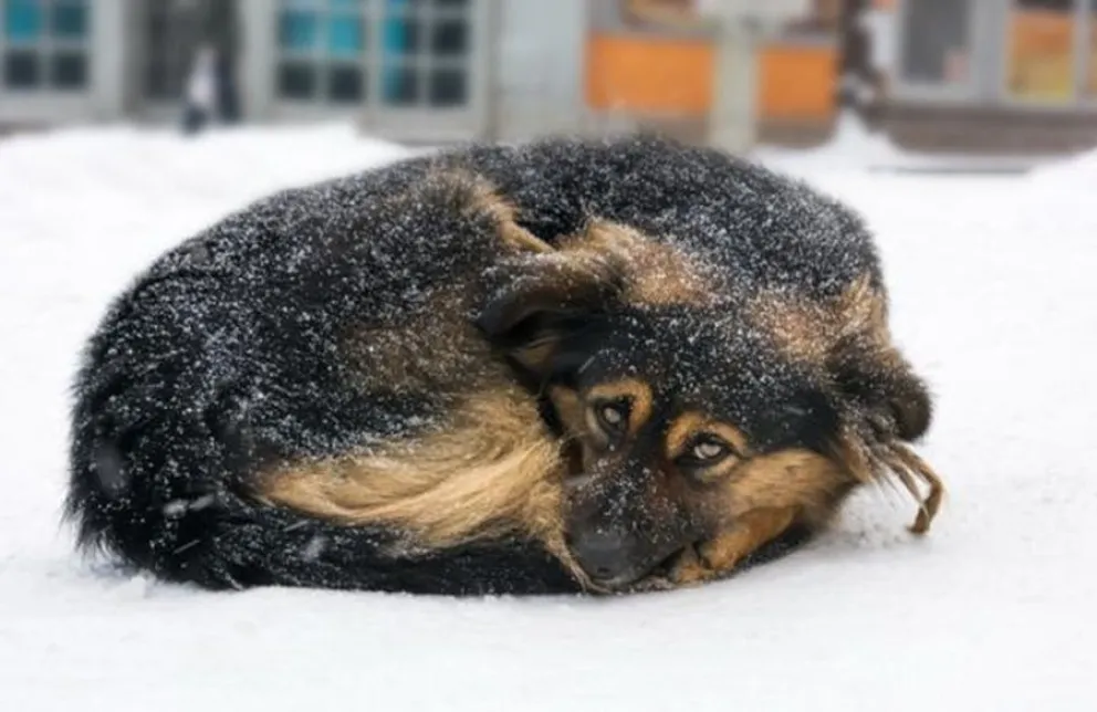 Las se&ntilde;ales clave de que tu perro tiene frio