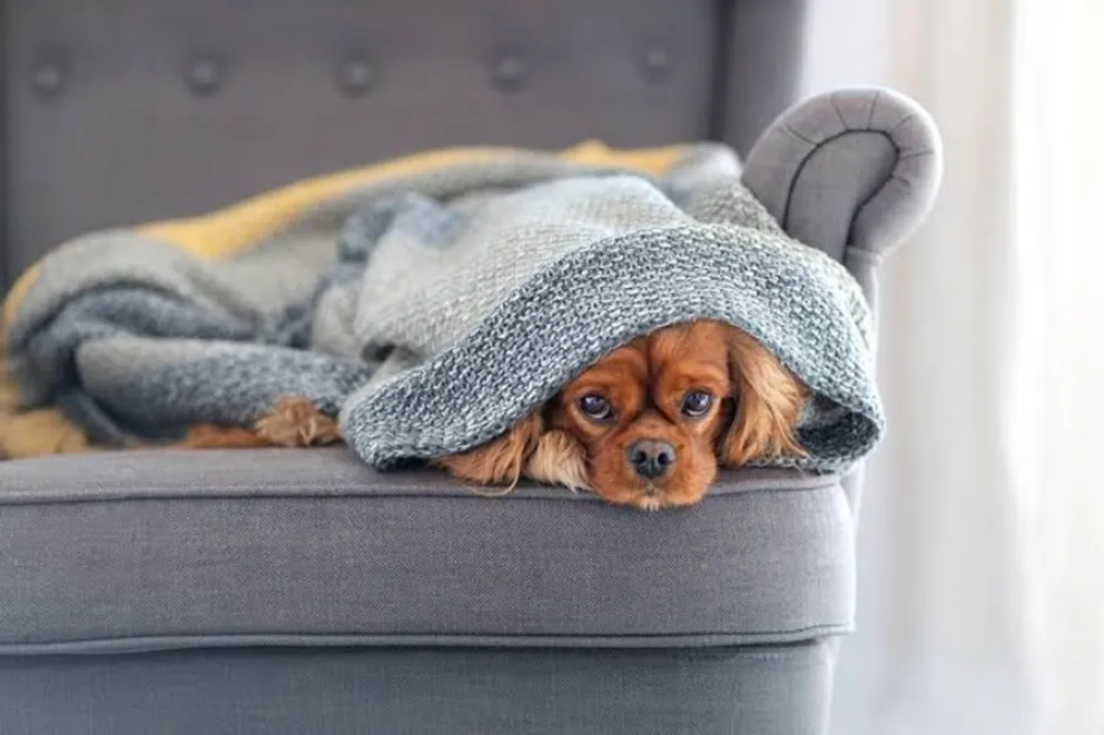 Las se&ntilde;ales clave de que tu perro tiene frio